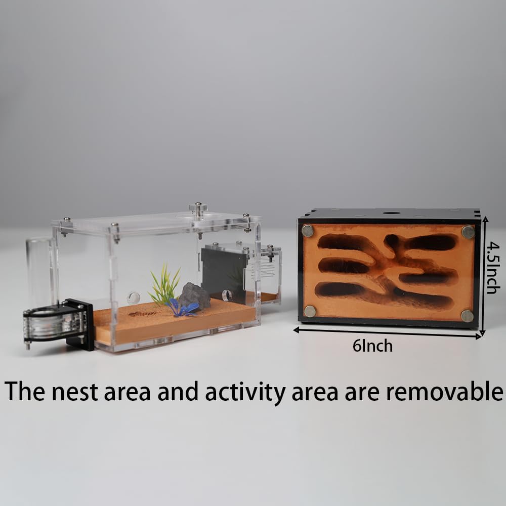 Ant Farm Nest for Adults Study of Ant Behavior Ant Nest ant Terrarium Educational Formicarium for Live Ants and Queen Two Floor