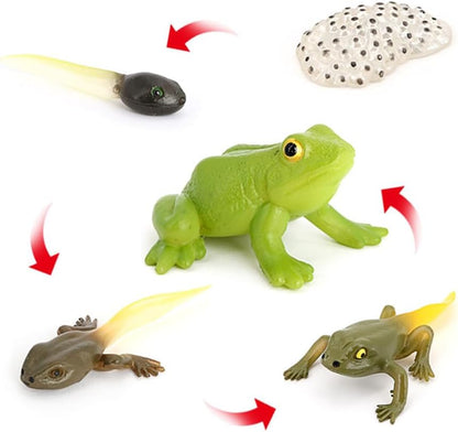 Butterfly Growth Cycle, Animal Growth Cycle Biological Model, Growth Stage Lifelike Butterfly Life Cycle Model Set for Kids Education Insect Themed Party Favors