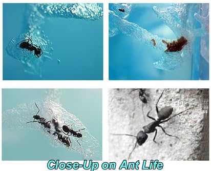 Blue Mini Gel Ant Farm (1) Reality Show 24/7 365