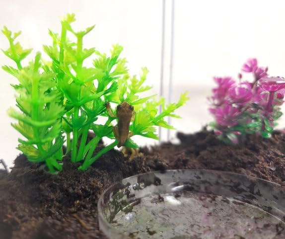 Tadpole to Frog Starter Kit - Includes Certificate for 2 Live Tadpoles - All-in-One Bundle with Habitat, Food, Instructions - Ideal for Education and Home Observation