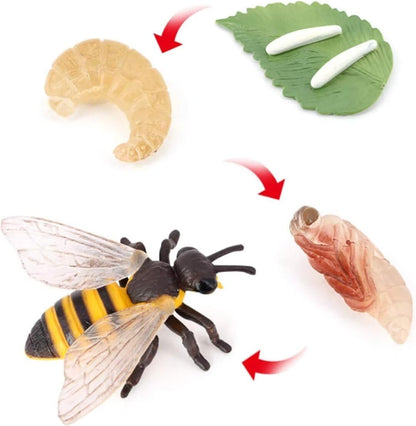 Butterfly Growth Cycle, Animal Growth Cycle Biological Model, Growth Stage Lifelike Butterfly Life Cycle Model Set for Kids Education Insect Themed Party Favors