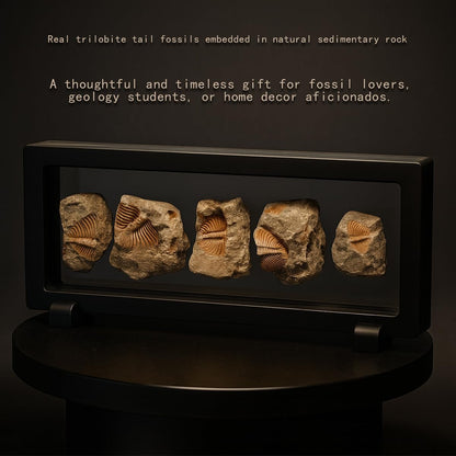 Trilobite Fossil Display Set – 5PCS Authentic Prehistoric Fossils in Rock, Educational Science Specimens for Kids & Adults, Geological Collection, Unique Gift for Collectors and Classroom Use