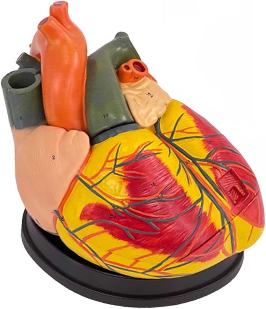 Human Heart Model - Life Size 2 Parts Medical Teaching Model,with 34 Accurate Digital Identification, Magnetic Design, Mounted Display Base, Product Manual Card, for Classroom, Study (1:1 Life Size)