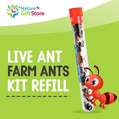 1 Tube Live Ant Farm Ants Plus Ant Food-Bundle