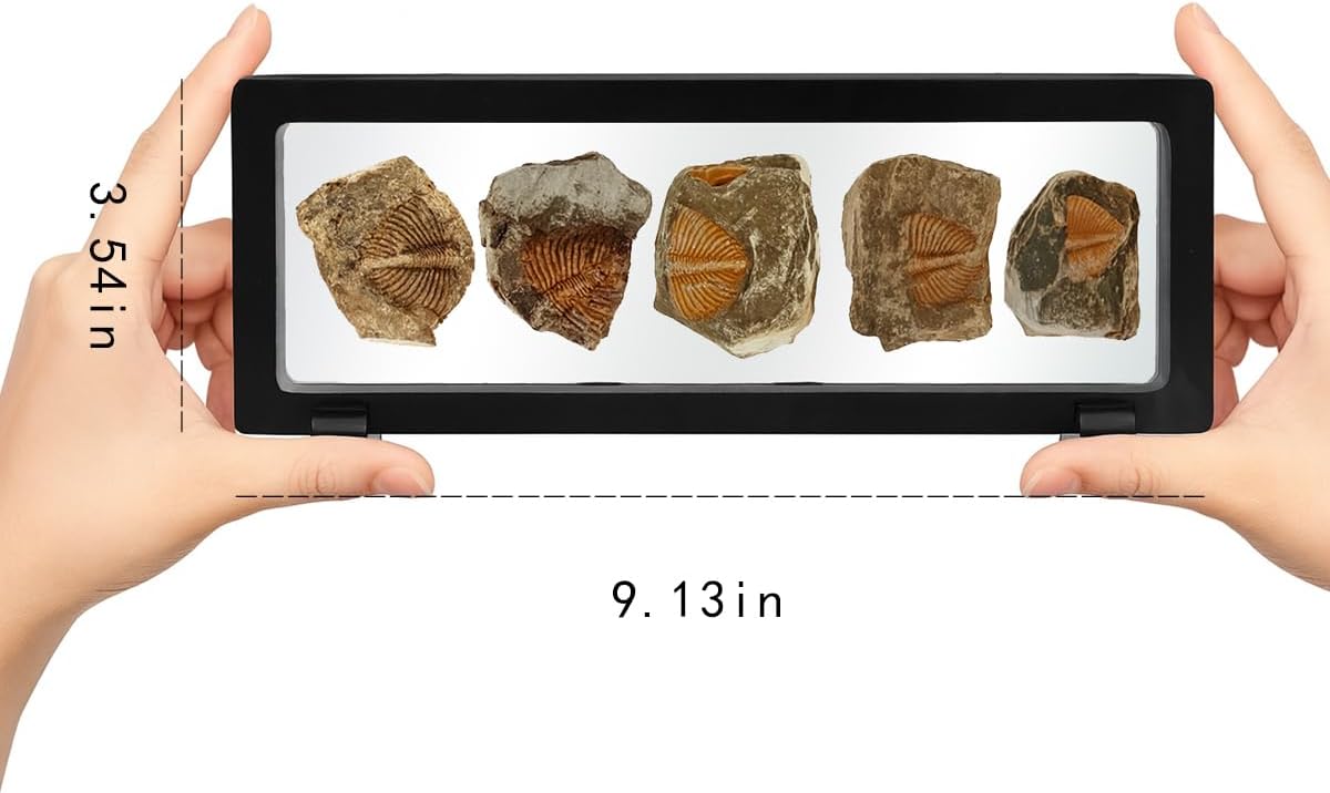 Trilobite Fossil Display Set – 5PCS Authentic Prehistoric Fossils in Rock, Educational Science Specimens for Kids & Adults, Geological Collection, Unique Gift for Collectors and Classroom Use