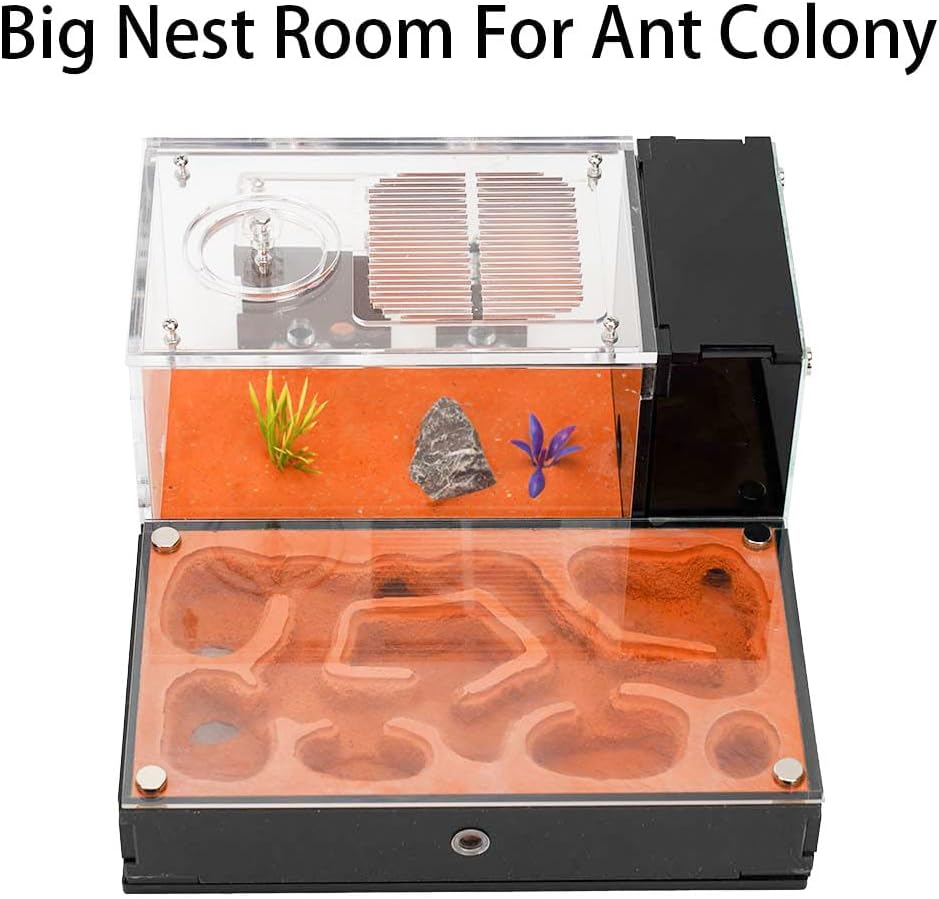 Ant Farm for Live Ants - for Small Ant Clony - Natural Learning Toy - Great Gift