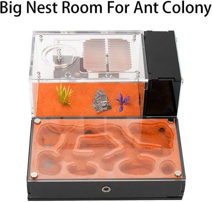 Ant Farm for Live Ants - for Small Ant Clony - Natural Learning Toy - Great Gift