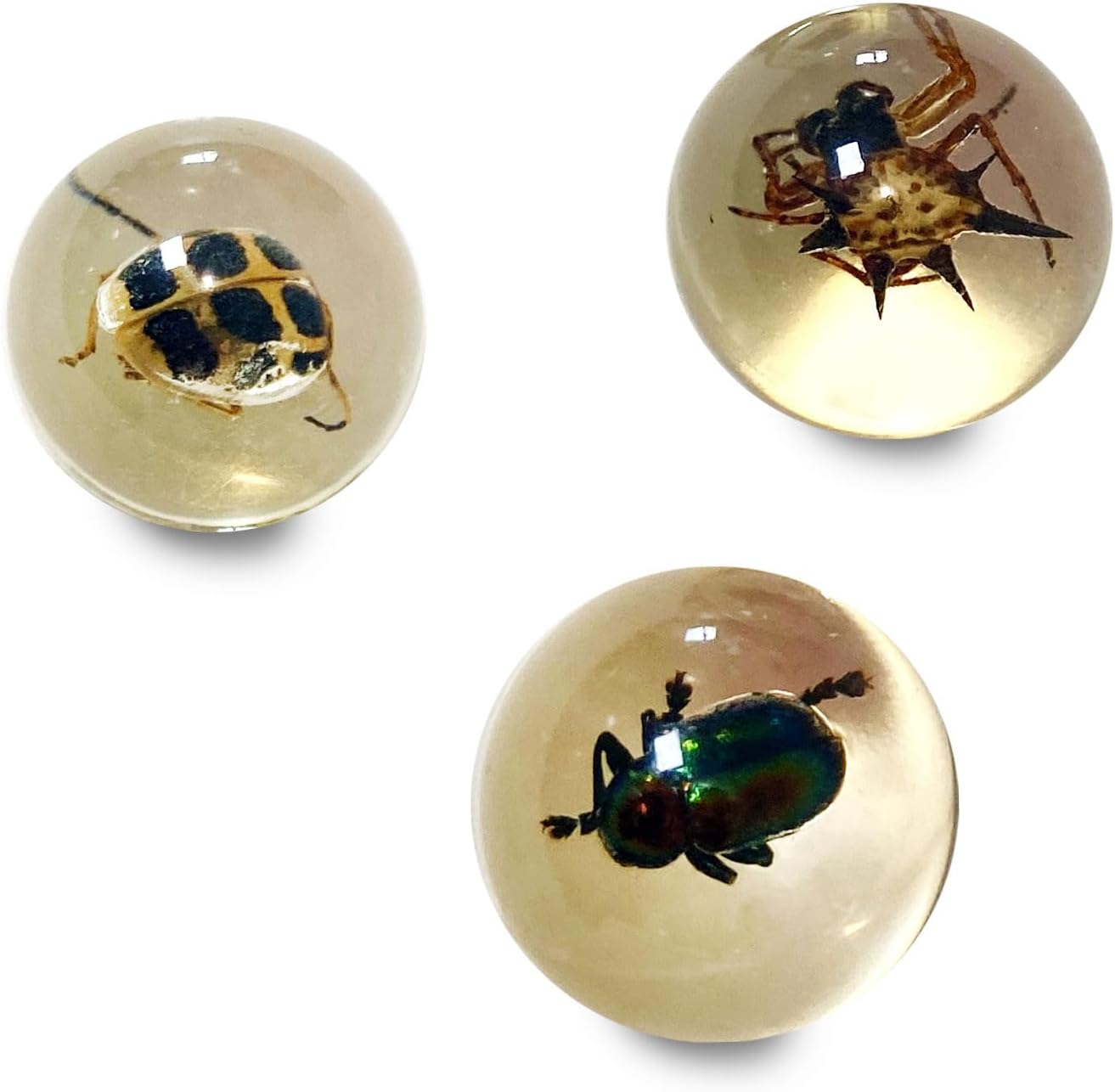 Safari Ltd. Geoworld Bug Marbles - Set of 8 Marbles 1 Inch with Real Insect Specimens