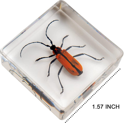 Insect Specimen Set, Bugs Collection Scientific Education Gift for Kids Aged 3-8-12 (Millipede, Centipede, Dragonfly Larvae, Tea Seed Bug, Red Longhorn Beetle, Spiny Spider)