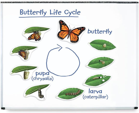 Learning Resources Giant Magnetic Butterfly Life Cycle - Write-and-Wipe Teaching Aids and STEM Decor, Butterfly Life Cycle Models, Dry Erase Accessories for Homeschool or Classroom