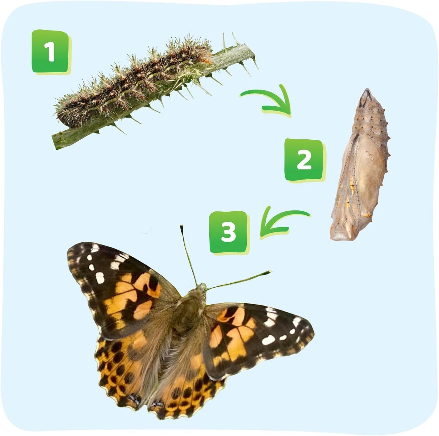 Insect Lore Two Cups of Caterpillars Deluxe - 10 Live Baby Caterpillars with Stickers - Raise and Relase Painted Lady Butterflies