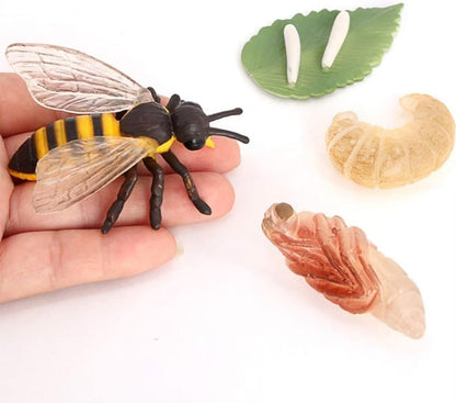 Butterfly Growth Cycle, Animal Growth Cycle Biological Model, Growth Stage Lifelike Butterfly Life Cycle Model Set for Kids Education Insect Themed Party Favors
