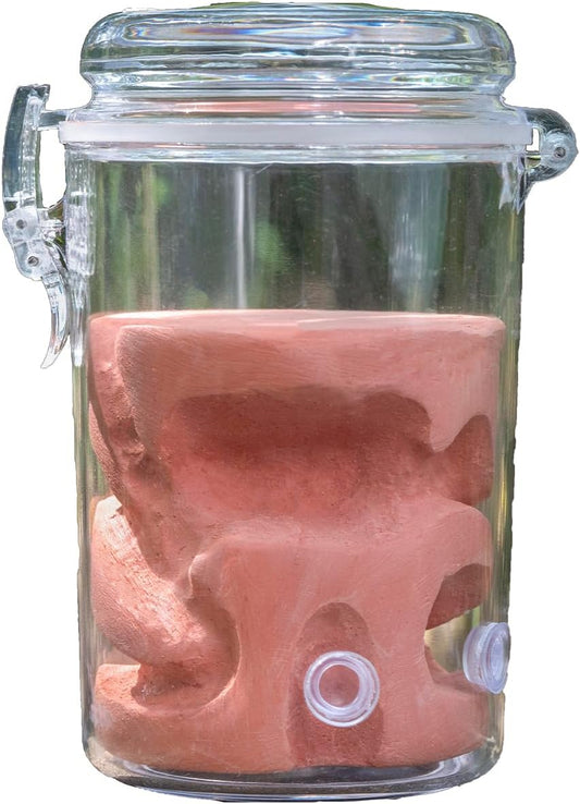 Ant Farm Adult ant Farm ant House pc Material Transparent Plaster Liner ant Observation Behavior Study Live Ants and Queen ant Lovers Educational ant nest Suitable for Children and Lovers Gift