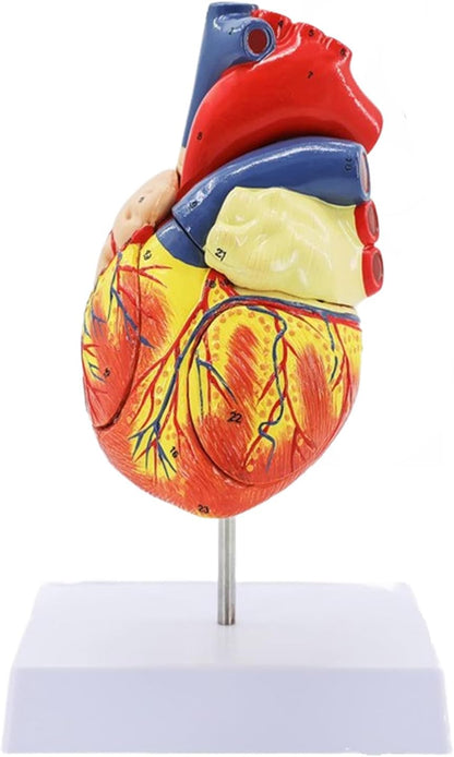 Human Heart Model - Life Size 2 Parts Medical Teaching Model,with 34 Accurate Digital Identification, Magnetic Design, Mounted Display Base, Product Manual Card, for Classroom, Study (1:1 Life Size)