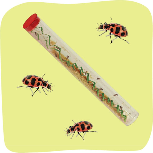 Insect Lore Live Ladybug Growing Kit - Land Habitat with 10-15 Live Pink Spotted Larvae for Kids - Raise, Observe and Release