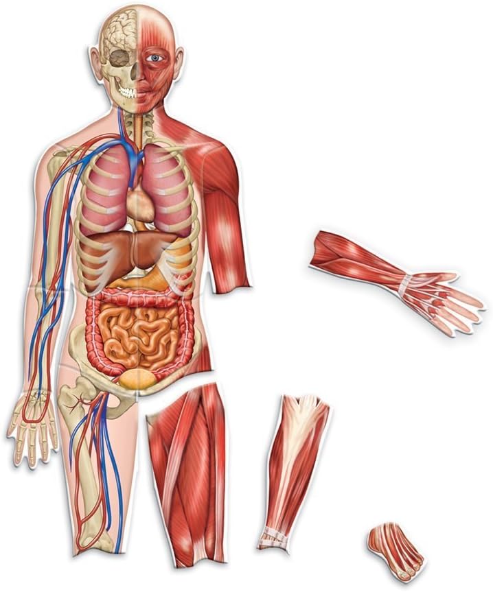 Learning Resources Double-Sided Magnetic Human Body - Anatomy Model, Body Parts for Students, STEM Classroom Essentials, Skeleton Kit for Doctors, Science Classrooms and Homeschool Essentials
