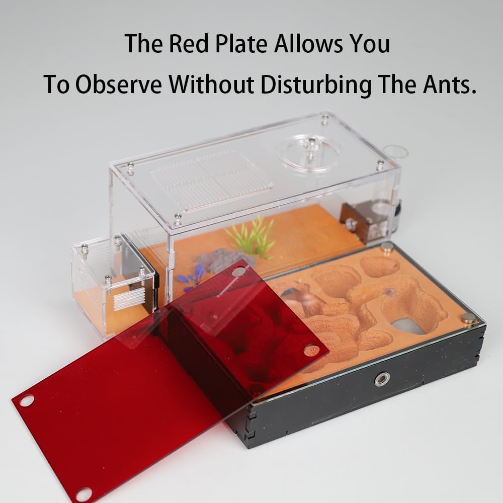 Ant Nest Formicarium for Live Ants and Queen – Extra-Large Clear Habitat for Adults