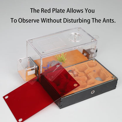 Ant Nest Formicarium for Live Ants and Queen – Extra-Large Clear Habitat for Adults