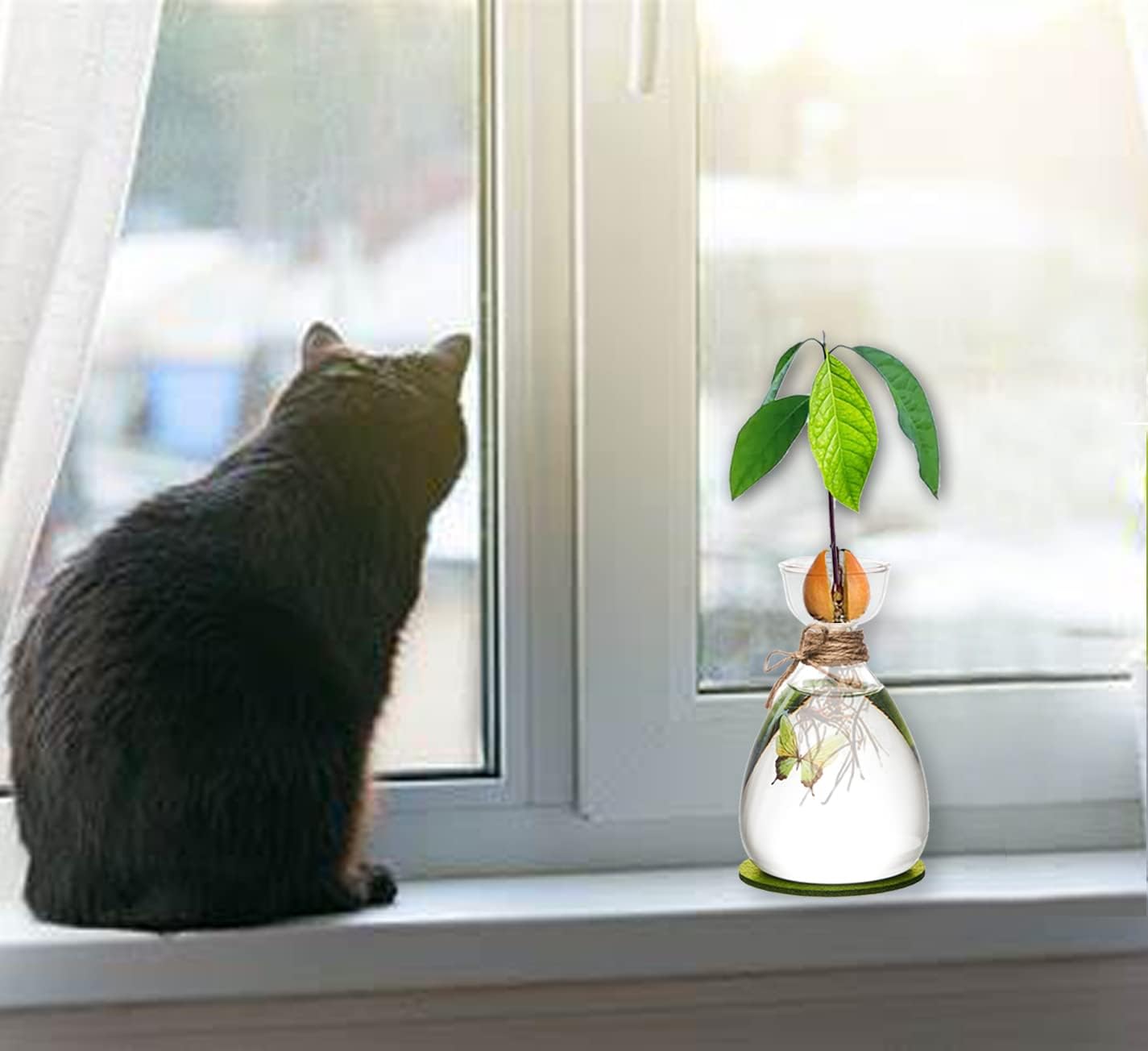Avocado Seed Vase,DIY Avocado Seed Starter Glass Vase with Absorbable Mat and Butterfly Stickers,Avocado Tree Growingredients Vase for Seed Gardening Gifts Sirensky Brand