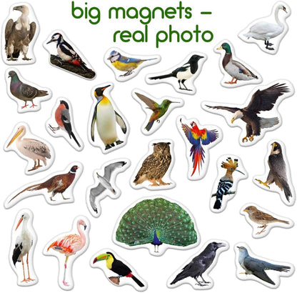25 Fridge Magnets for Toddlers - Birds Photo Kids Magnets for Refrigerator – Real Magnetic Animals for Children – Big Realistic Magnet for Kids - Learning Toy Set - Baby Educational Gift