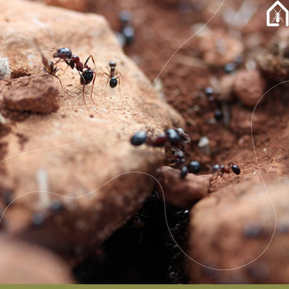 AntHouse - Natural Sand Ant Farm | Acrylic Big Starter Kit | Educative Ant Hill | 11.81 x 5.91 x 3.94 in