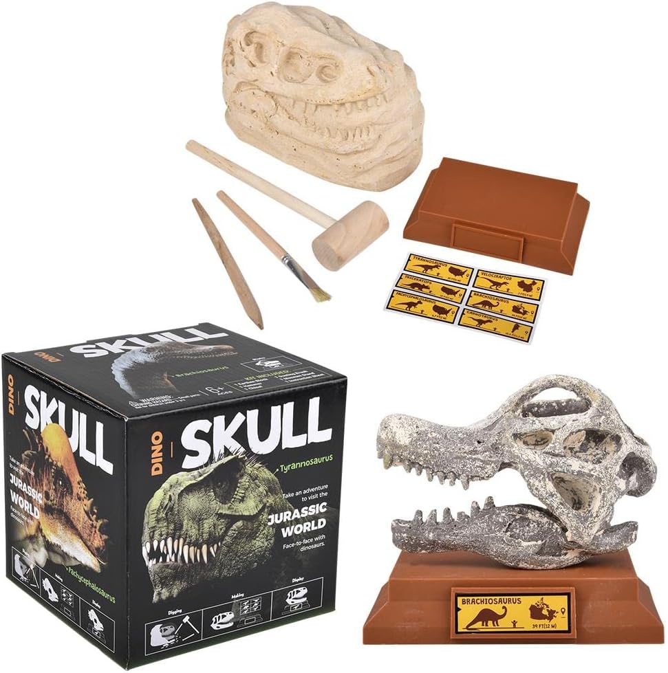 Rhode Island Novelty 6.5" Brachiosaurus Skull Excavation Kit, 1 Piece per Order
