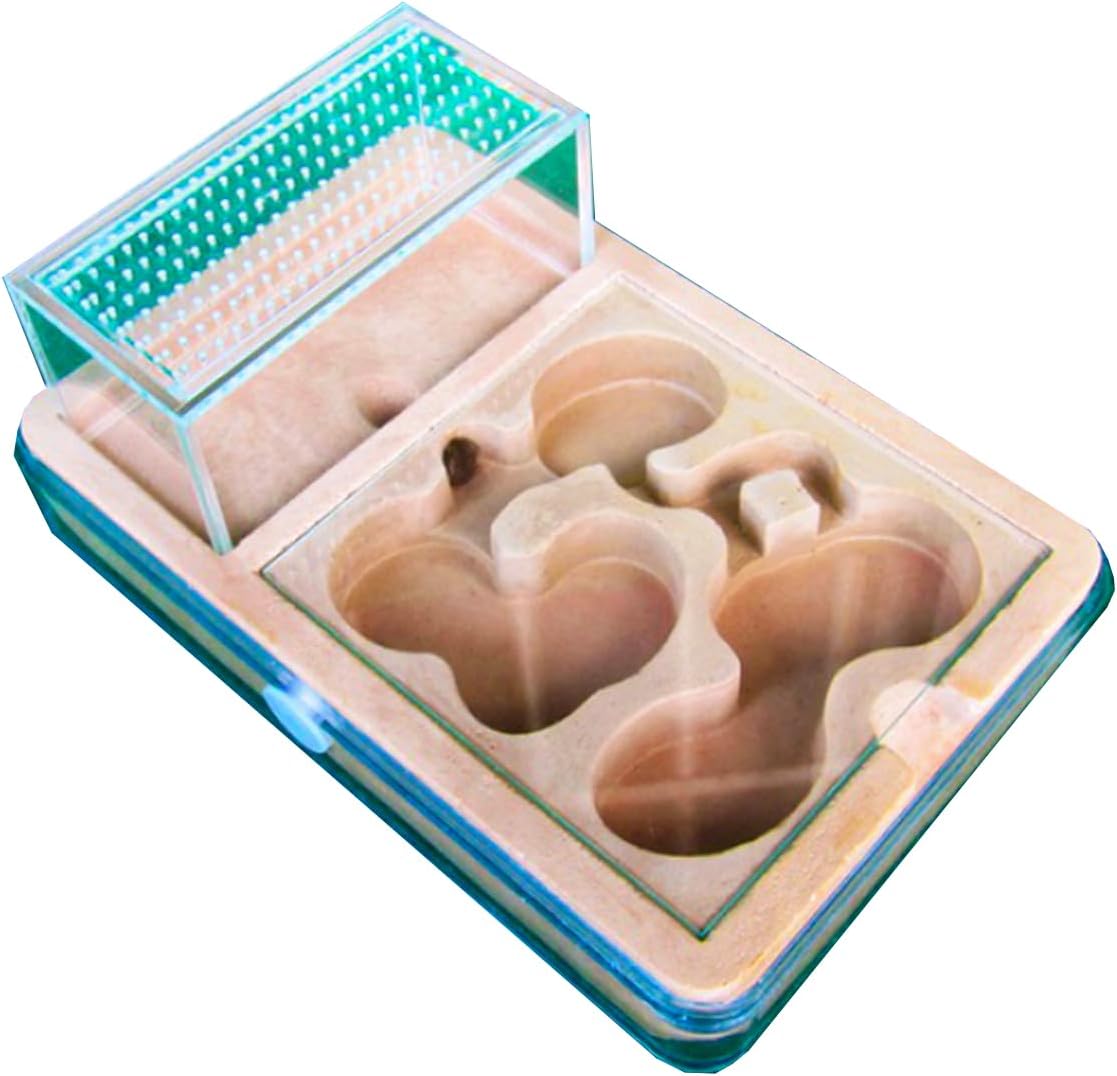Ant Farm Ant House Adult ant Nursery Farm ant Behavior Research Ant nest Ant cage Education House for Live Ants and Queens Small Group breeding Suitable for Children and Lovers Gifts
