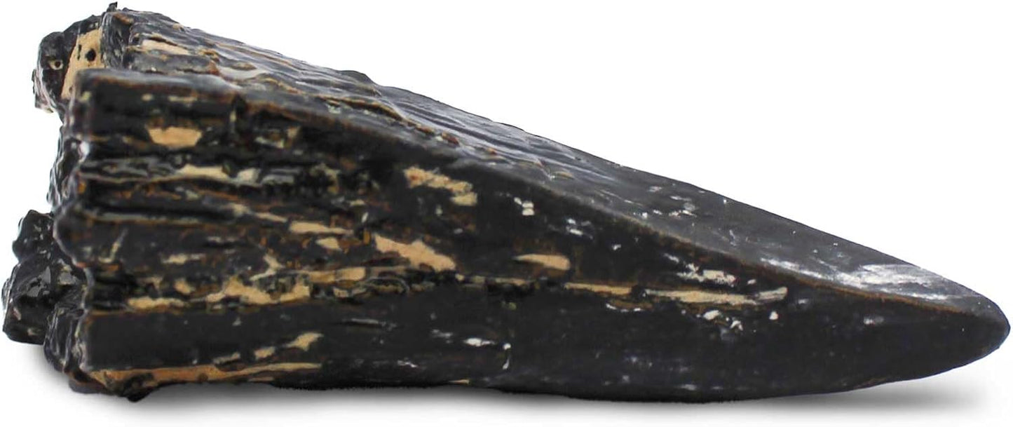 Safari Ltd. Dino Dexter T-Rex Tooth Excavation Kit - Realistic Dinosaur Dig Toy for Boys, Girls, and Kids 6+