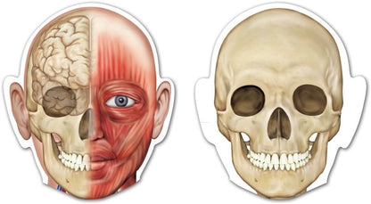 Learning Resources Double-Sided Magnetic Human Body - Anatomy Model, Body Parts for Students, STEM Classroom Essentials, Skeleton Kit for Doctors, Science Classrooms and Homeschool Essentials