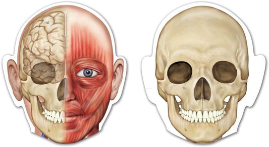 Learning Resources Double-Sided Magnetic Human Body - Anatomy Model, Body Parts for Students, STEM Classroom Essentials, Skeleton Kit for Doctors, Science Classrooms and Homeschool Essentials