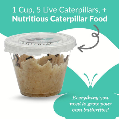 Clearwater Butterfly Painted Lady Butterflies - 5 Live Caterpillars to Butterflies - Caterpillars for Butterfly Kit - Mesh Cage Not Included - Live Butterfly Kit - 5 Count