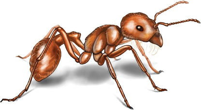 50 Live Harvester Ants to Replenish Your ant Farms.