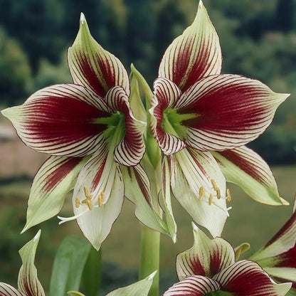 Papilio Amaryllis Growing Kit - Great Gift! - 24/26cm Bulb/Pot/Soil