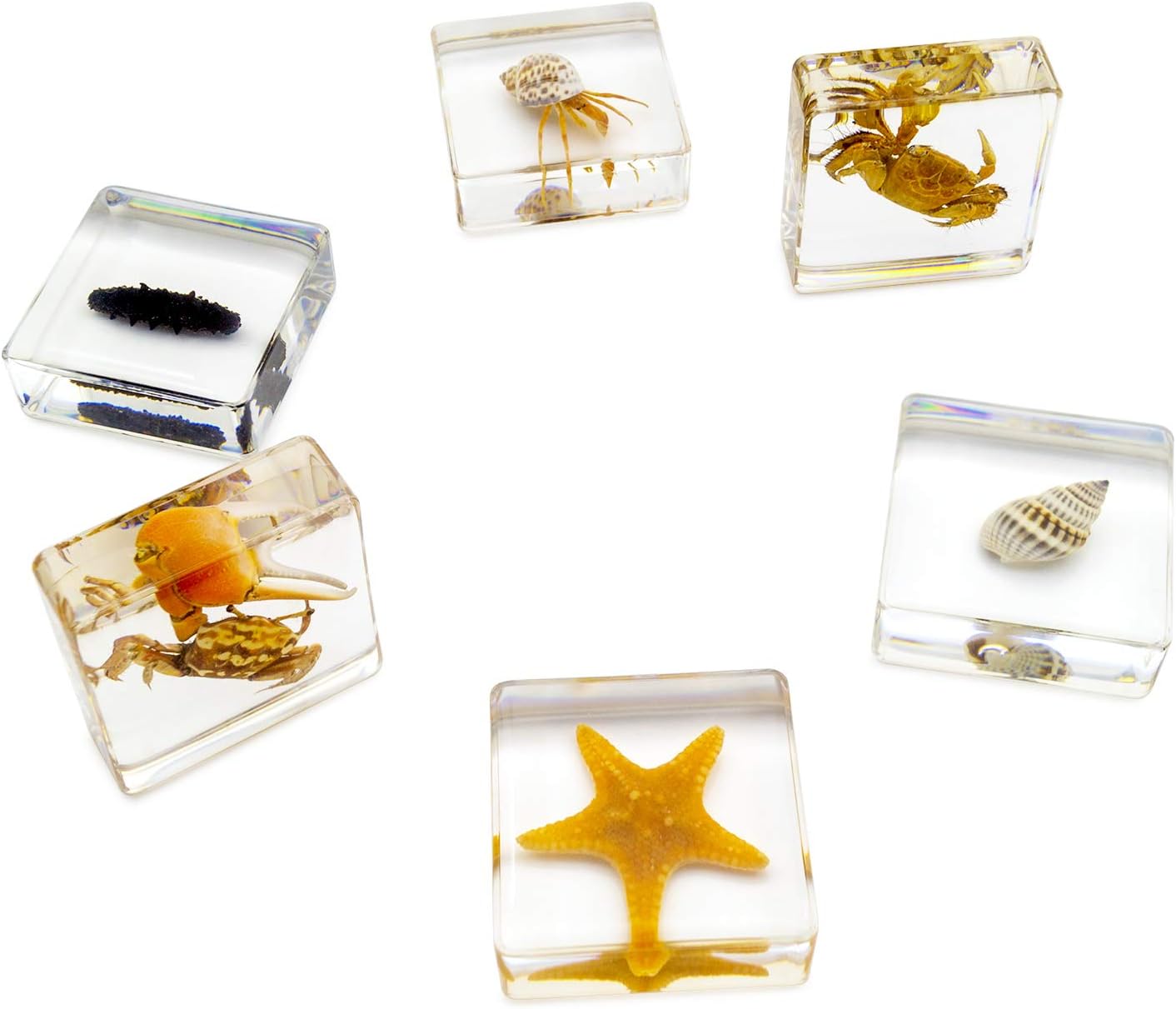 Insect Specimen Set, Bugs Collection Scientific Education Gift for Kids Aged 3-8-12 (Millipede, Centipede, Dragonfly Larvae, Tea Seed Bug, Red Longhorn Beetle, Spiny Spider)