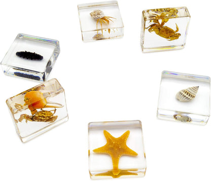 Insect Specimen Set, Bugs Collection Scientific Education Gift for Kids Aged 3-8-12 (Millipede, Centipede, Dragonfly Larvae, Tea Seed Bug, Red Longhorn Beetle, Spiny Spider)