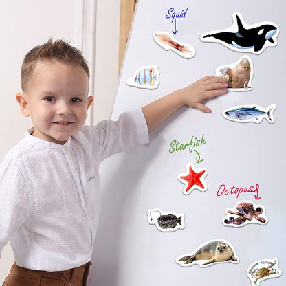 25 Fridge Magnets for Toddlers - Birds Photo Kids Magnets for Refrigerator – Real Magnetic Animals for Children – Big Realistic Magnet for Kids - Learning Toy Set - Baby Educational Gift