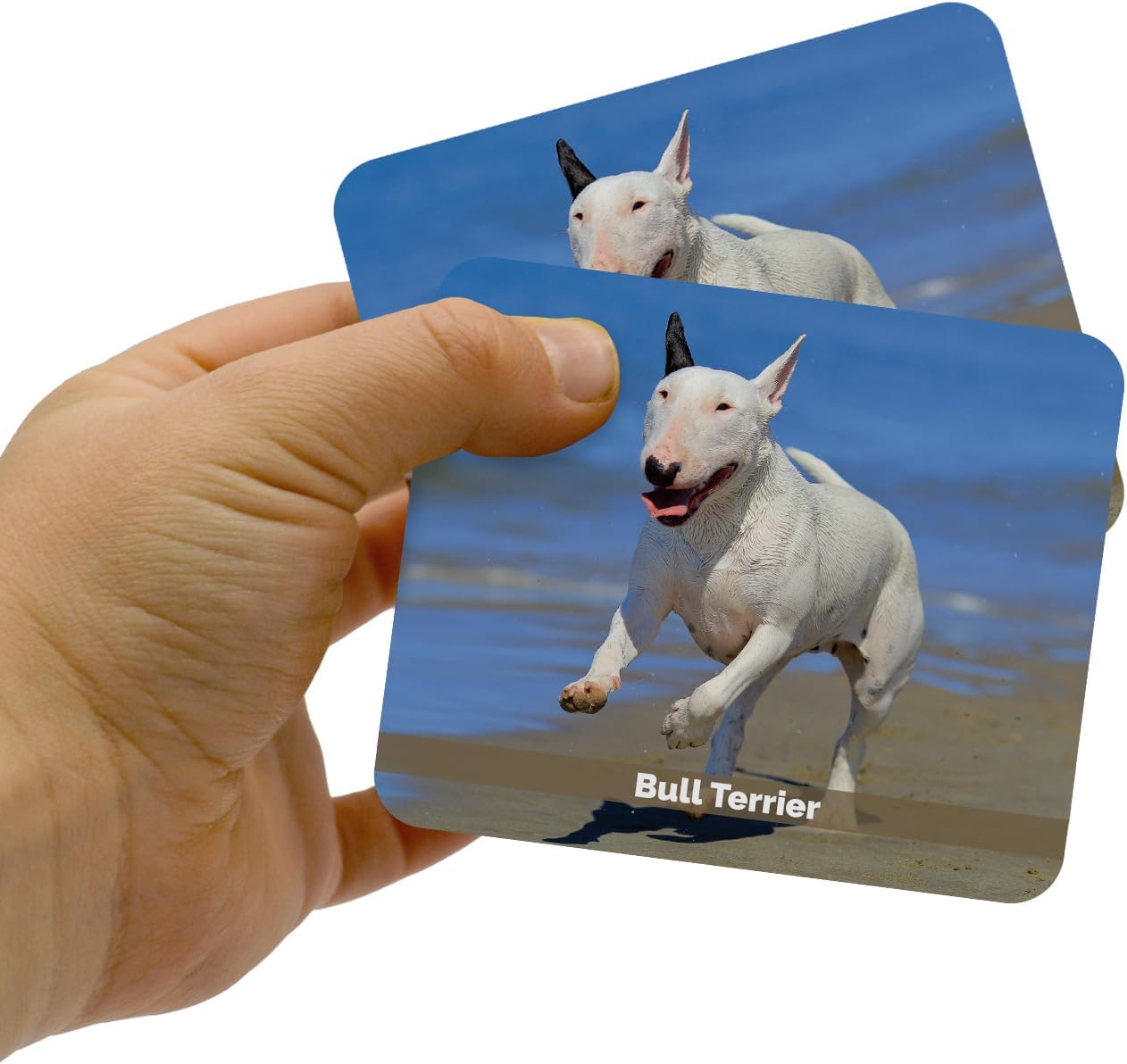 Menique Wild Animals Memory Matching Game – 80 Cards (40 Pairs) with Real Photos – Includes Educational Booklet with Animal Facts – Fun & Cognitive Game for Kids and Adults