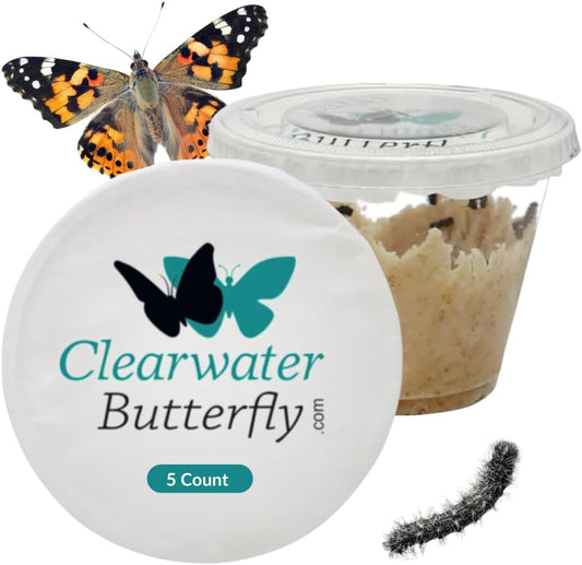 Clearwater Butterfly Painted Lady Butterflies - 5 Live Caterpillars to Butterflies - Caterpillars for Butterfly Kit - Mesh Cage Not Included - Live Butterfly Kit - 5 Count