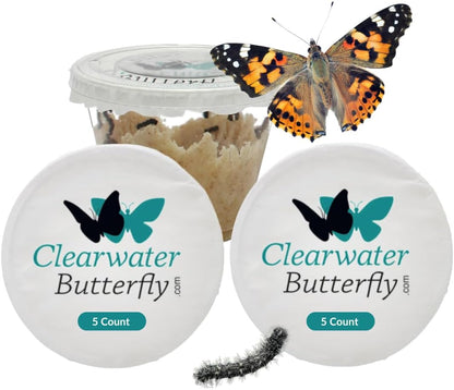 Clearwater Butterfly Painted Lady Butterflies - 5 Live Caterpillars to Butterflies - Caterpillars for Butterfly Kit - Mesh Cage Not Included - Live Butterfly Kit - 5 Count