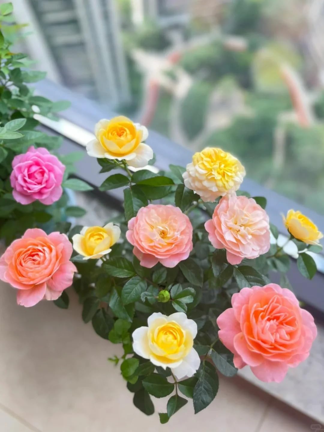 Rose Seeds for Planting, 100 Piece Heirloom Garden Perennial Flower Collection, Non-GMO Outdoor Growing Kit