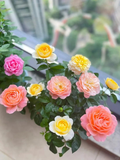 Rose Seeds for Planting, 100 Piece Heirloom Garden Perennial Flower Collection, Non-GMO Outdoor Growing Kit