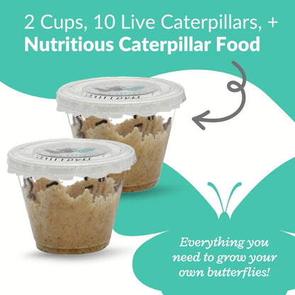 Clearwater Butterfly Painted Lady Butterflies - 5 Live Caterpillars to Butterflies - Caterpillars for Butterfly Kit - Mesh Cage Not Included - Live Butterfly Kit - 5 Count