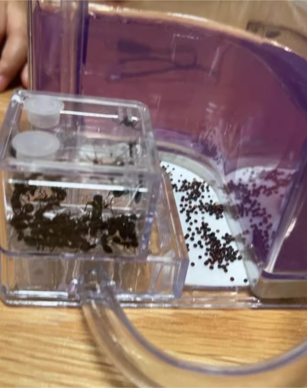 Ant Habitat Ant Farm Ant Castle Ant Castle Ant Studio Habitat Ant Farm Education and Learning Science Kit Ant Nest Farm for Learning Kit Ant Nest Ant House Ant Nest Farm(Pink), 22cm