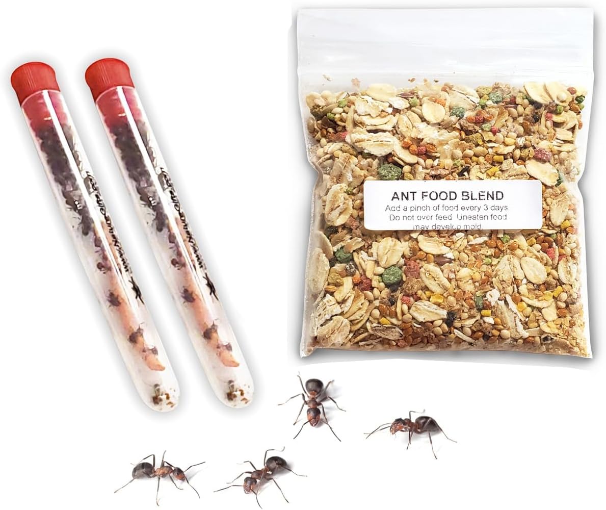 1 Tube Live Ant Farm Ants Plus Ant Food-Bundle