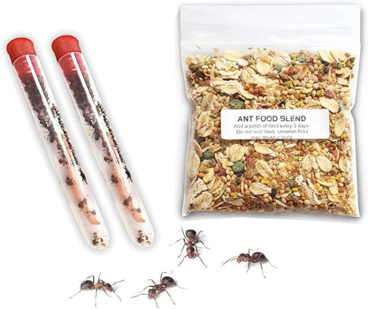 1 Tube Live Ant Farm Ants Plus Ant Food-Bundle