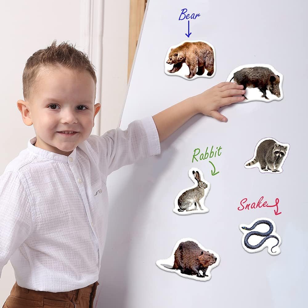 25 Fridge Magnets for Toddlers - Birds Photo Kids Magnets for Refrigerator – Real Magnetic Animals for Children – Big Realistic Magnet for Kids - Learning Toy Set - Baby Educational Gift