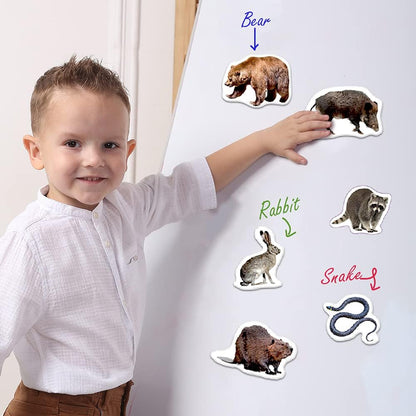 25 Fridge Magnets for Toddlers - Birds Photo Kids Magnets for Refrigerator – Real Magnetic Animals for Children – Big Realistic Magnet for Kids - Learning Toy Set - Baby Educational Gift
