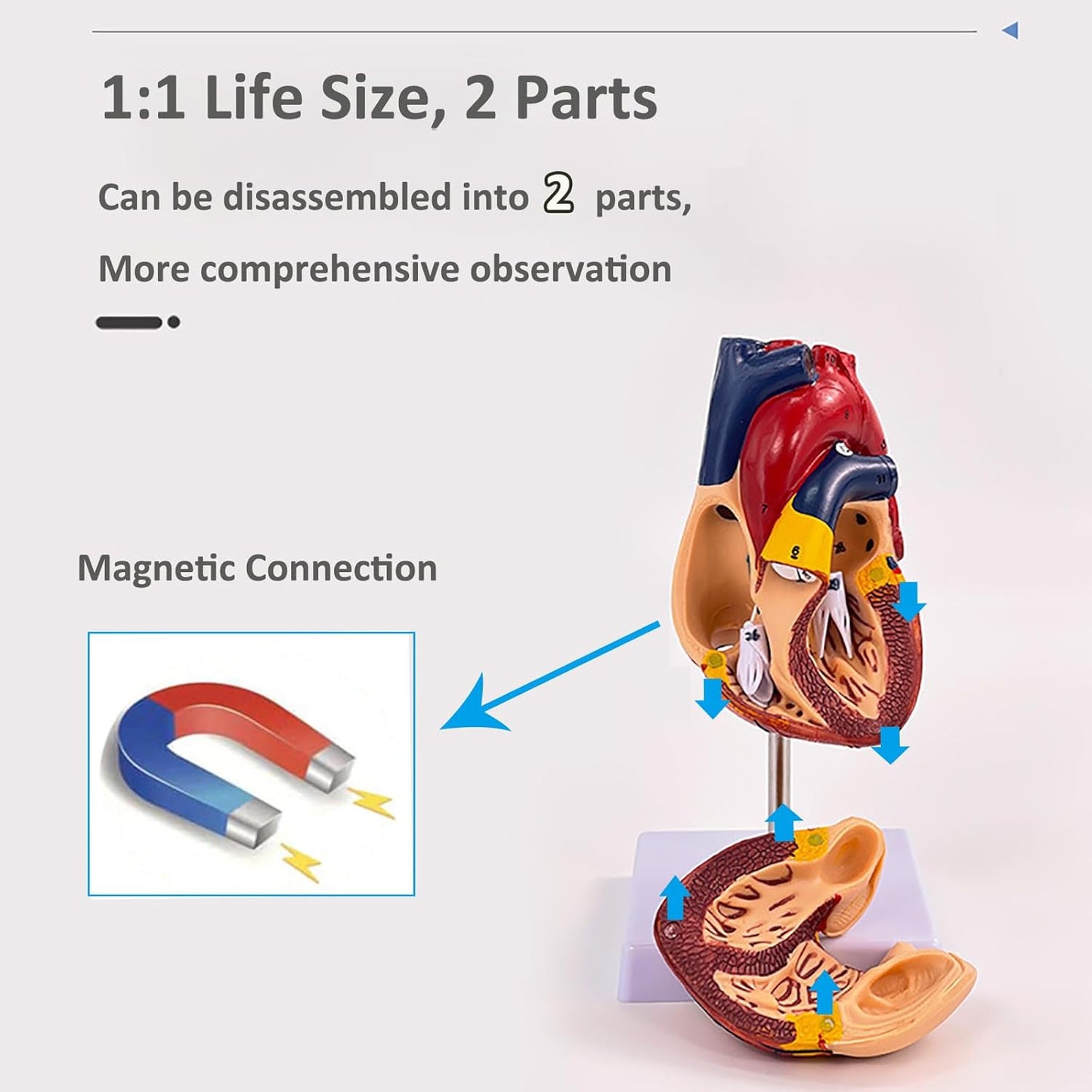 Human Heart Model - Life Size 2 Parts Medical Teaching Model,with 34 Accurate Digital Identification, Magnetic Design, Mounted Display Base, Product Manual Card, for Classroom, Study (1:1 Life Size)