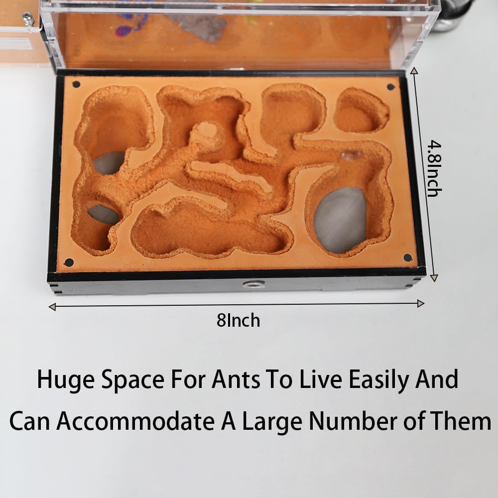 Ant Nest Formicarium for Live Ants and Queen – Extra-Large Clear Habitat for Adults
