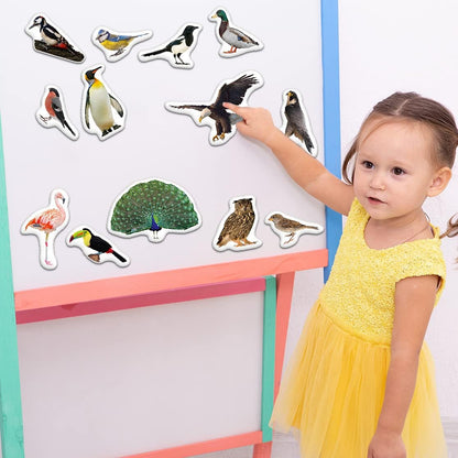 25 Fridge Magnets for Toddlers - Birds Photo Kids Magnets for Refrigerator – Real Magnetic Animals for Children – Big Realistic Magnet for Kids - Learning Toy Set - Baby Educational Gift